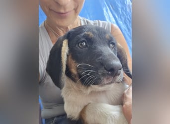 Romy - schenkst du mir mein ganz eigenes für-immer-Zuhause ?