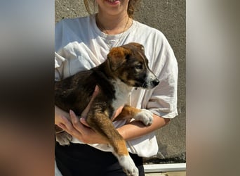 Maja - offene, lebensfrohe kleine Hündin sucht Dich - ja Dich