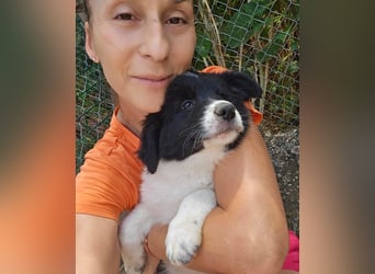 Jamila sucht Dich - ein Zuhause für immer