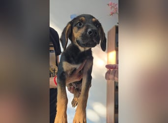 Romeo sucht bei Dir sein Körbchen oder eigens Bett für Immer