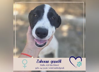 Klara - sucht Dich für gemeinsame Abenteuer