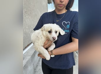 Milo - sucht dich für gemeinsame Abenteuer des Lebens