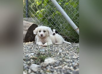 Milo - sucht dich für gemeinsame Abenteuer des Lebens