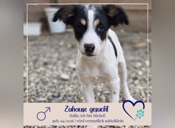 Michel - sucht ein liebevolles Zuhause fürs Leben