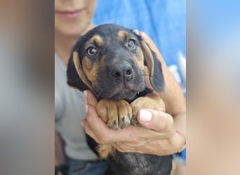 Romeo sucht bei Dir sein Körbchen oder eigens Bett für Immer