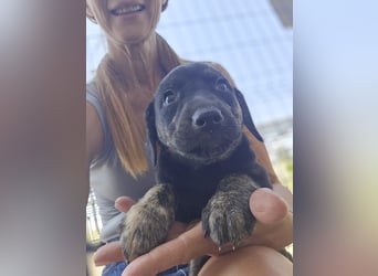 Suri - sucht Dich für gemeinsame Abenteuer, Liebe, Geduld und wichtig ein für Immer-Zuhause