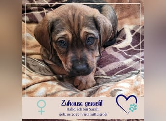 Sarah - entsorgt im Muell - gerettet von einem Engel und jetzt suche ich ein liebevolles Zuhause