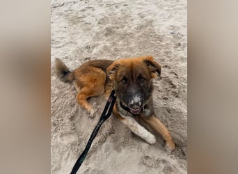 Zayden - sucht sein Foreverhome bei dir - er ist ein toller Wegbegleiter für dich