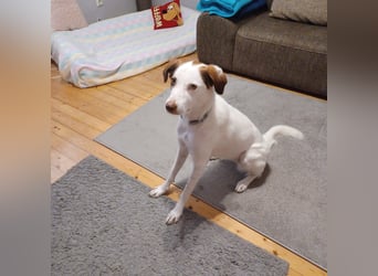 Filippa - sucht ihr Foreverhome, in dem sie geliebt wird und für immer bleiben darf