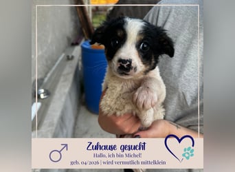Michel - sucht ein liebevolles Zuhause fürs Leben