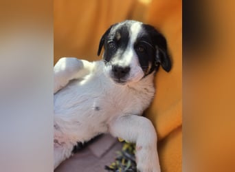 Bingo - sucht ein warmes Körbchen und vieeeel Liebe