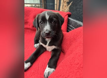 Dolce - süss, fröhlich und zugänglich - sucht genau dich - ja dich