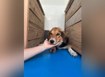 Ella - fröhliche junge Hündin - sucht Dich - genau Dich