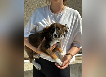 Maja - offene, lebensfrohe kleine Hündin sucht Dich - ja Dich