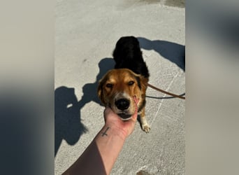 Ella - fröhliche junge Hündin - sucht Dich - genau Dich