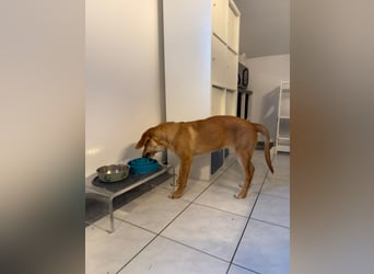 Lani - sucht ihr wahres Happy End - gelehrige Junghündin