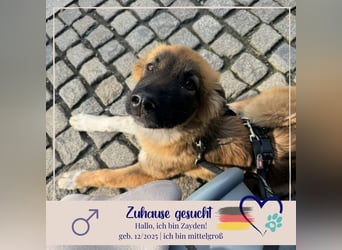 Zayden - sucht sein Foreverhome bei dir - er ist ein toller Wegbegleiter für dich
