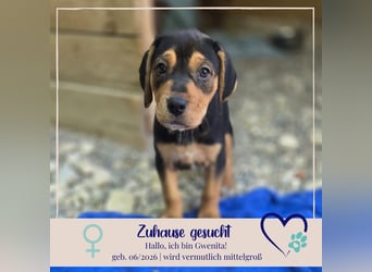 Gwenita - sucht dich für ein liebevolles Zuhause - ihr Köfferchen für dich hat sie gepackt
