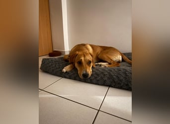 Lani - sucht ihr wahres Happy End - gelehrige Junghündin