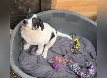 Bingo - sucht ein warmes Körbchen und vieeeel Liebe