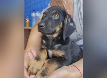 Russel - willst du mit mir gemeinsam wachsen und mir ein Forever Home geben ? Ja Du