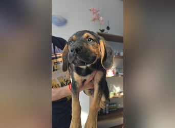 Romeo sucht bei Dir sein Körbchen oder eigens Bett für Immer