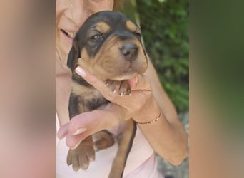 Gwenita - sucht dich für ein liebevolles Zuhause - ihr Köfferchen für dich hat sie gepackt