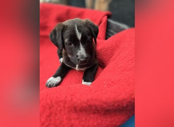 Dolce - süss, fröhlich und zugänglich - sucht genau dich - ja dich