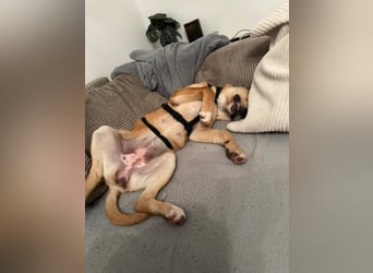 Lani - sucht ihr wahres Happy End - gelehrige Junghündin