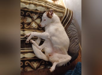 Filippa - sucht ihr Foreverhome, in dem sie geliebt wird und für immer bleiben darf