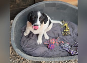 Bingo - sucht ein warmes Körbchen und vieeeel Liebe