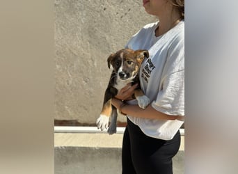 Maja - offene, lebensfrohe kleine Hündin sucht Dich - ja Dich