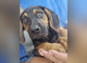 Romeo sucht bei Dir sein Körbchen oder eigens Bett für Immer