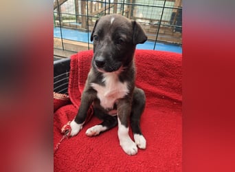 Dana - Welpenmädchen sucht dich - für ihr Foreverhome