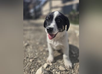 Bingo - sucht ein warmes Körbchen und vieeeel Liebe