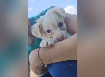 Mika - sucht dich für Abenteuer und Kuschelstunden fürs Leben