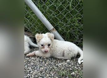 Mika - sucht dich für Abenteuer und Kuschelstunden fürs Leben