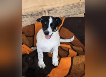 Bingo - sucht ein warmes Körbchen und vieeeel Liebe