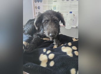 Leon - mit seinem treuen Hundeblick, sucht er ein Zuhause bei Dir