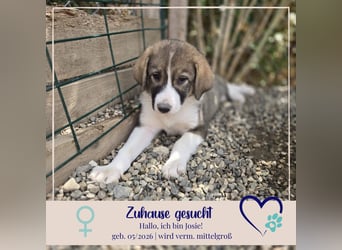 Josie - sucht ein Zuhause voller Liebe, Wärme und Menschen die sie glücklich macht