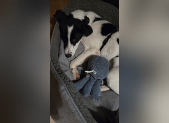 Klara - sucht Dich für gemeinsame Abenteuer