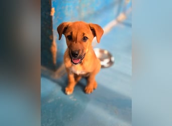Nesya - sucht ihr Forever Home - bei Dir ?