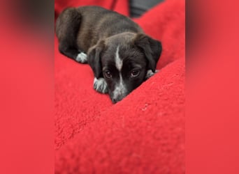 Dolce - süss, fröhlich und zugänglich - sucht genau dich - ja dich