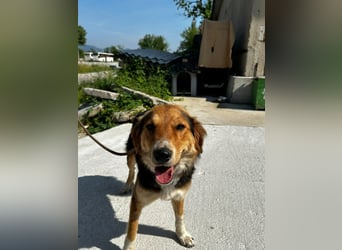Ella - fröhliche junge Hündin - sucht Dich - genau Dich