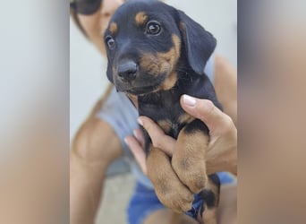 Suki - Abenteurer sucht Dich - mit viel Liebe, Geduld und Verantwortungsbewusstsein