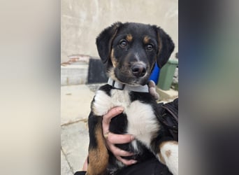 Georgina - möchte dich adoptieren oder Du sie ?