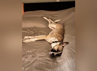 Lilly - will endlich ihr eigenes Für immer Zuhause - ja für immer bitte