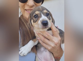 Sanne - sucht dich - typischer Junghund mit viel Liebe im Gepäck