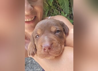 Gino - sucht dich - der ihm ein liebevolles Zuhause schenkt