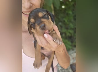 Gwenita - sucht dich für ein liebevolles Zuhause - ihr Köfferchen für dich hat sie gepackt